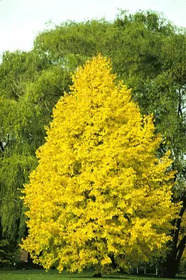 Купить Липа крупнолистная Tilia platyphyllos - в питомнике Флорини