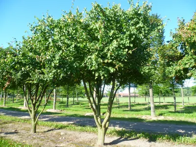 Липа мелколистная (Tilia cordata)