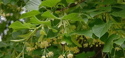 Липа мелколистная tilia cordata greenspire, купить липу мелколистную tilia  cordata greenspire