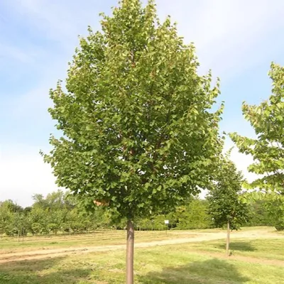 Липа мелколистная Гринспаер (Tilia cordata Greenspire)