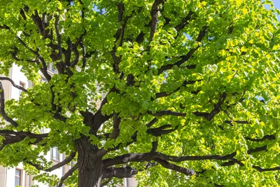 Весна Липа Молодая Листва Молодые - Бесплатное фото на Pixabay - Pixabay