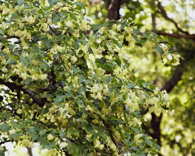 Липа Сибирская от 150 см фото и описание сорта 🌱 купить липа Сибирская от  150 см почтой недорого в Балаково