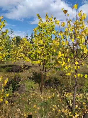Липа мелколистная (Tilia cordata)