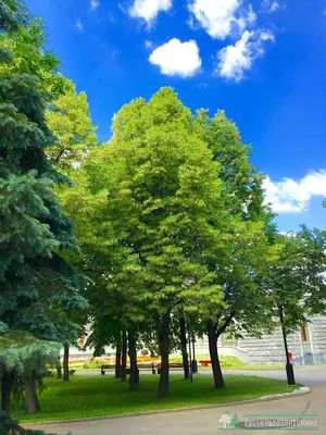 Липа мелколистная