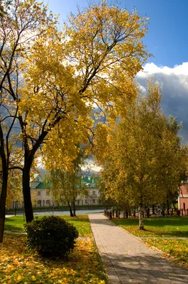 Липа весны выходит в лес стоковое изображение. изображение насчитывающей  свеже - 146073637