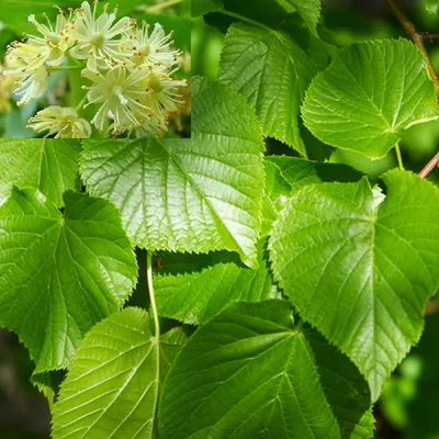 ☆Липа Greenspire☆ («Гринспайер») – купить в Екатеринбурге