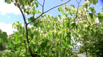 Липа Нащокина саженцы купить в Москве и Подмосковье в питомнике