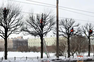 Фотография «Зимняя липа…»