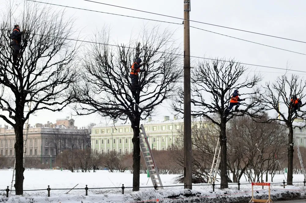 Деревья Санкт Петербурга Фото С Названиями