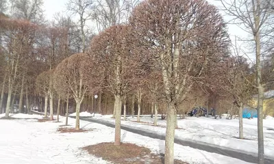 Обрезка деревьев осенью в Воронеже