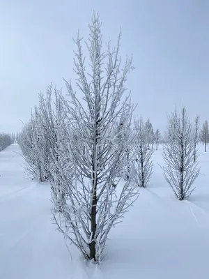 Зимнее дерево рисунок карандашом - 60 фото