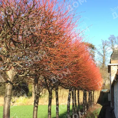 Питомник Савватеевых - Липа мелколистная \"Ранчо\" Tilia cordata 'Rancho' в  полях Тульского отделения \"Питомника Савватеевых\" | Facebook