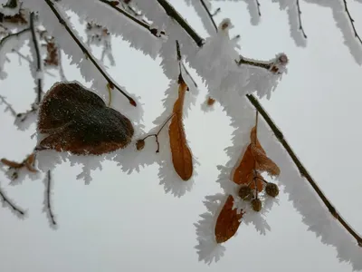 Фотография Замороженной Липы Зимой — стоковые фотографии и другие картинки  Pinaceae - Pinaceae, Абстрактный, Без людей - iStock