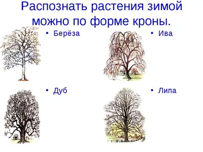 Старая липа на зимнее время Стоковое Фото - изображение насчитывающей зима,  снежок: 206998882