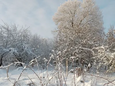 Марлинский вал зимой. Липы. :: Lesya Vi – Социальная сеть ФотоКто