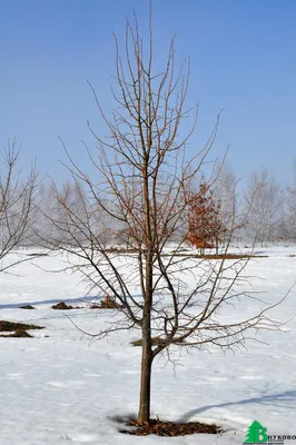 Липа мелколистная Winter Orange шар — Купить саженцы в Екатеринбурге в  интернет-магазине питомника «Зеленый дом»