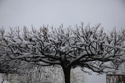 Ветви Деревьев Покрытые Снегом В Солнечных Лучах Зимняя Липа — стоковые  фотографии и другие картинки Без людей - iStock