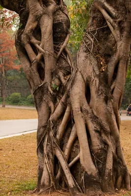 Прекрасное дерево липы: бесплатные изображения для скачивания