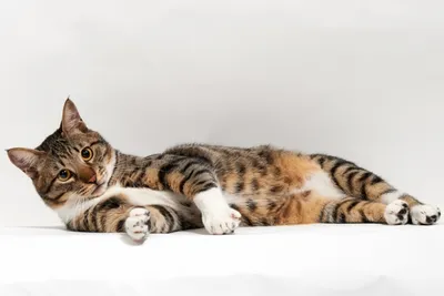 Кошка с липомой: фото для фона экрана