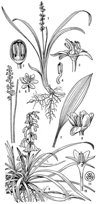 Растение Лириопа на фото: нежная эстетика природы