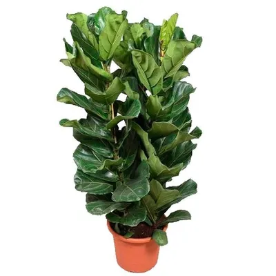 FICUS LYRATA BAMBINO растение в горшке фикус лировидный 12 см | IKEA Lietuva