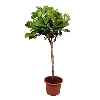 Фикус Лировидный (Ficus lyrata) - «Эффектное и неприхотливое растение,  которое не требует особого ухода. Идеальный вариант для озеленения квартиры  » | отзывы