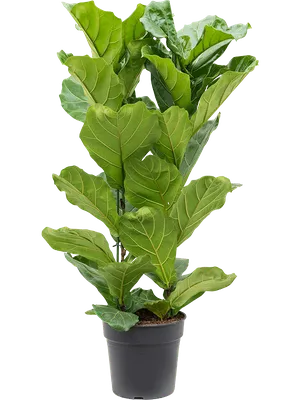 Фикус лировидный (Ficus lyrata) — описание, выращивание, фото | на  LePlants.ru