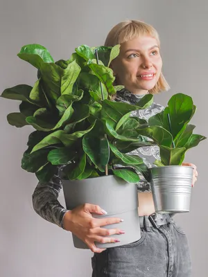Фикус лировидный (Ficus Lyrata) - купить в Минске с доставкой, цена и фото  в интернет-магазине Cvetok.by