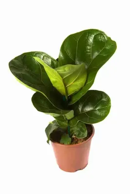 Фикус лировидный Бамбино Ficus lyrata Bambino 35/12 — цена в LETTO