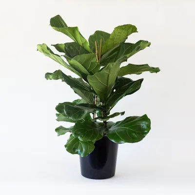 Другие экзотические и редкие растения : Ficus lyrata. Фикус лировидный