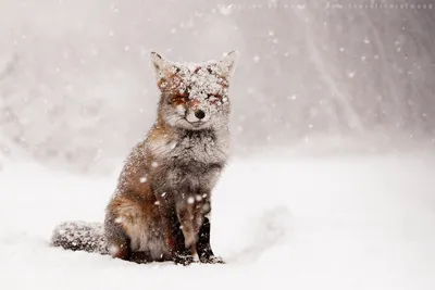Лиса в снегу - прекрасное фото в хорошем качестве