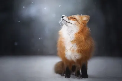 Фотография лисы в снегу - выберите размер изображения