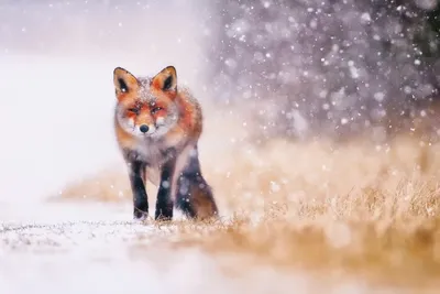 Фотография лисы среди снежной тишины