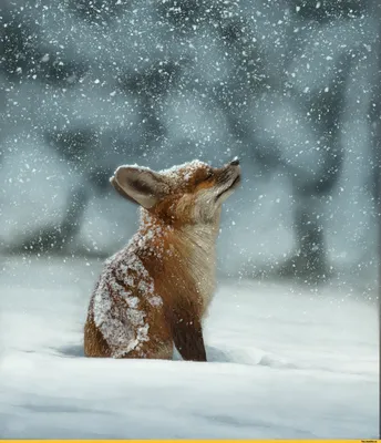 Лиса в снегу - фотография высокого разрешения