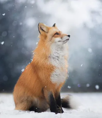 Лисица на фоне белого снега - фото которое стоит скачать