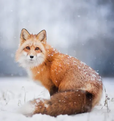 Фотография лисы в снегу - изображение с отличными деталями