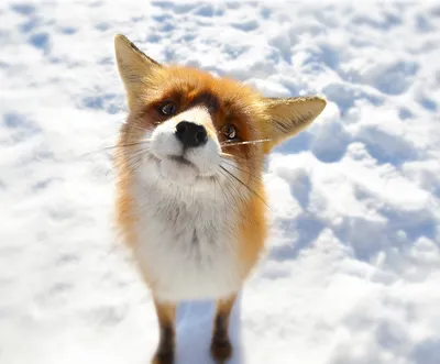 Загадочная лиса прячется в снегу