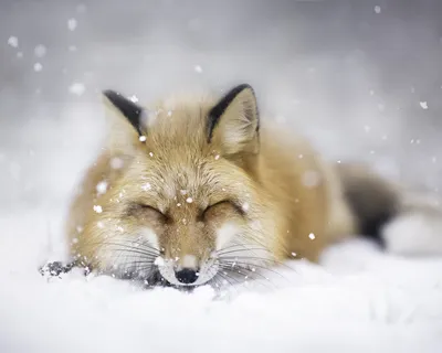 Фотография лисы в снегу - оживите свой экран