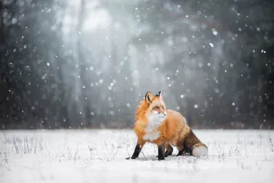 Загадочная лиса на фоне снежных вершин