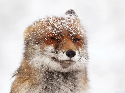 Лиса в снегу - бесплатное изображение на ваш выбор
