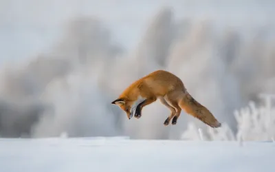Фотография лисы в снегу - скачать бесплатно в любом формате