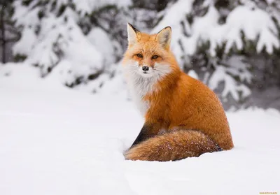 Изумительная картинка лисы в снежной пейзаже