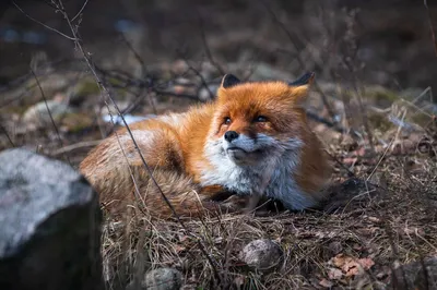 Лиса весной фото