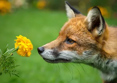 Красавица Весна: ручная лисица из Красноярского зоопарка