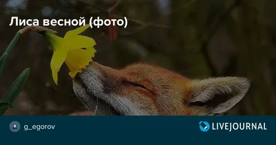 Лиса ребенка красная восхождение на Mossed природе пня весной Стоковое  Изображение - изображение насчитывающей фауна, лисица: 207273077
