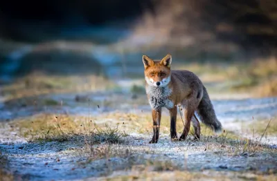 Лисица лисицы Red Fox в лесу. Красивое оранжевый животное шубы обнюхивает о  добычу в голубике. Природа лисы весной. Стоковое Фото - изображение  насчитывающей зеленый, трава: 188921316