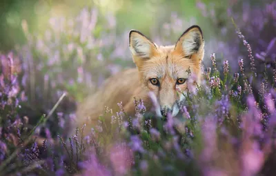 Несколько интересных особенностей из жизни лисицы в весенний период | Пикабу