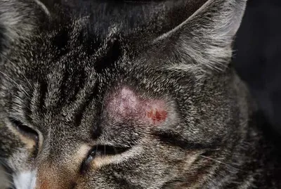 Стригущий лишай у кота: фото, симптомы и лечение