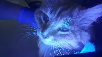 Лишай у кошки: красивое изображение