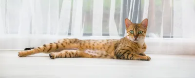 Лишай у кошек: изображение высокого качества